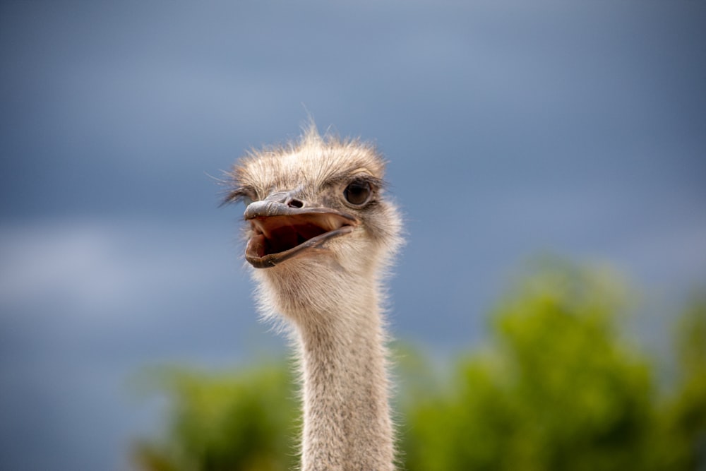 brown ostrich head in close up photography during daytime