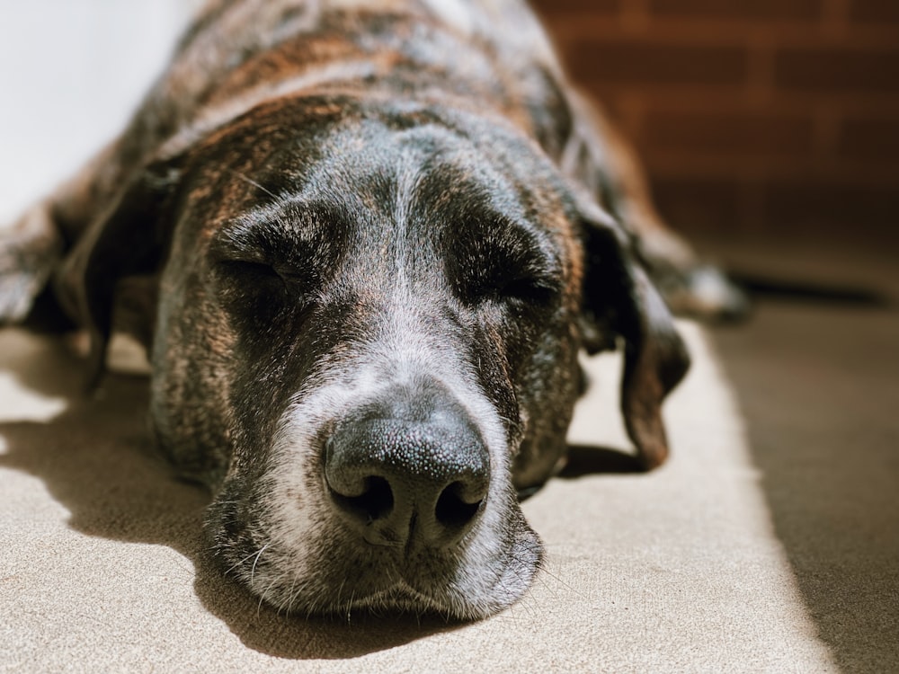 black and white short coated dog lying on brown carpet