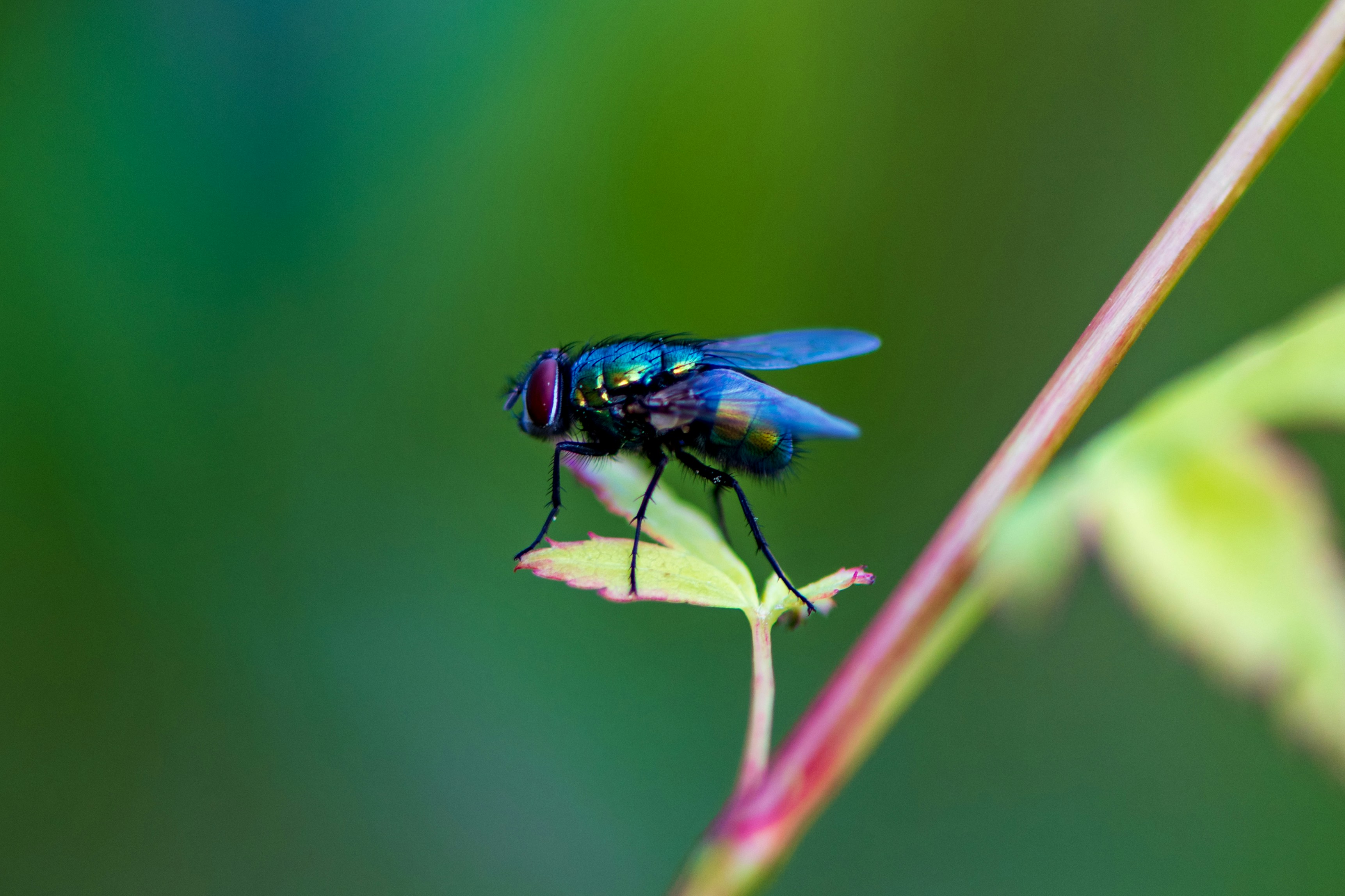 Photo by nelsthemechanic