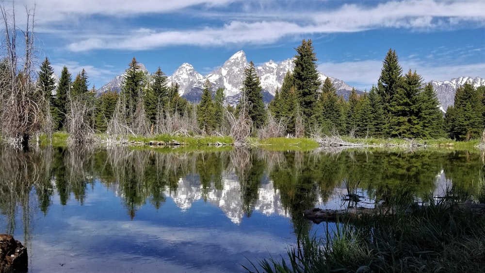 pini verdi vicino al lago sotto il cielo blu durante il giorno