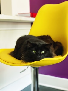 black cat on yellow chair