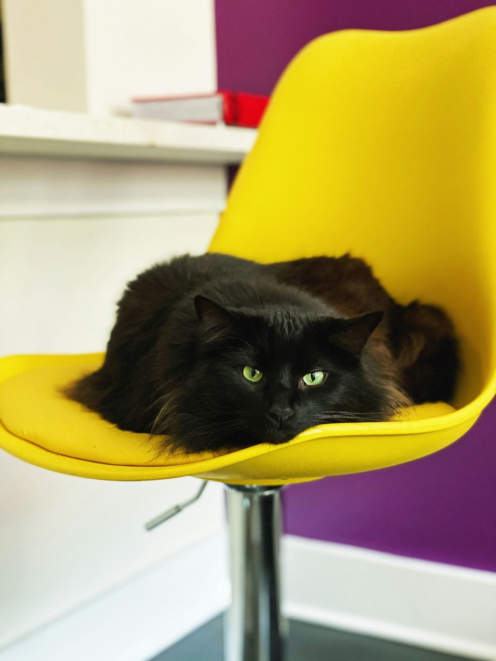 black cat on yellow chair