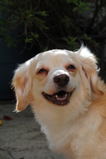 A Cavalier King Charles Spaniel with a bright, happy expression outdoors.