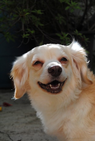 A Cavalier King Charles Spaniel with a bright, happy expression outdoors.