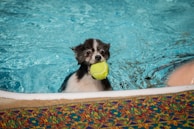A small dog is partially submerged in a swimming pool, holding a yellow tennis ball in its mouth. The water is clear and blue, and there is a patterned rug adjacent to the pool edge.