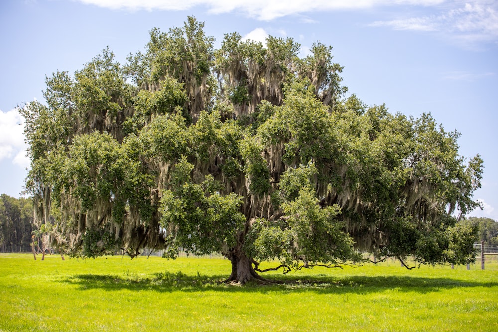 green trees on green grass field under blue sky during daytime