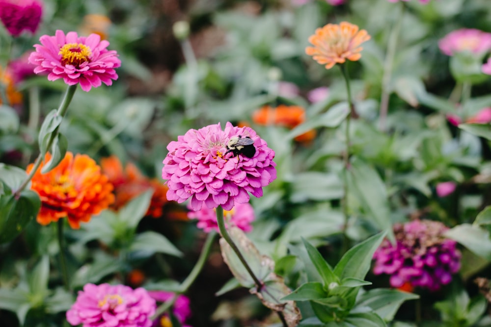 pink and orange flowers in tilt shift lens