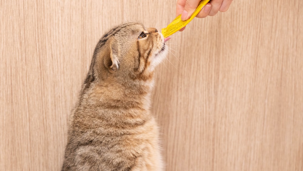 Braune Tabby-Katze auf braunem Holztisch