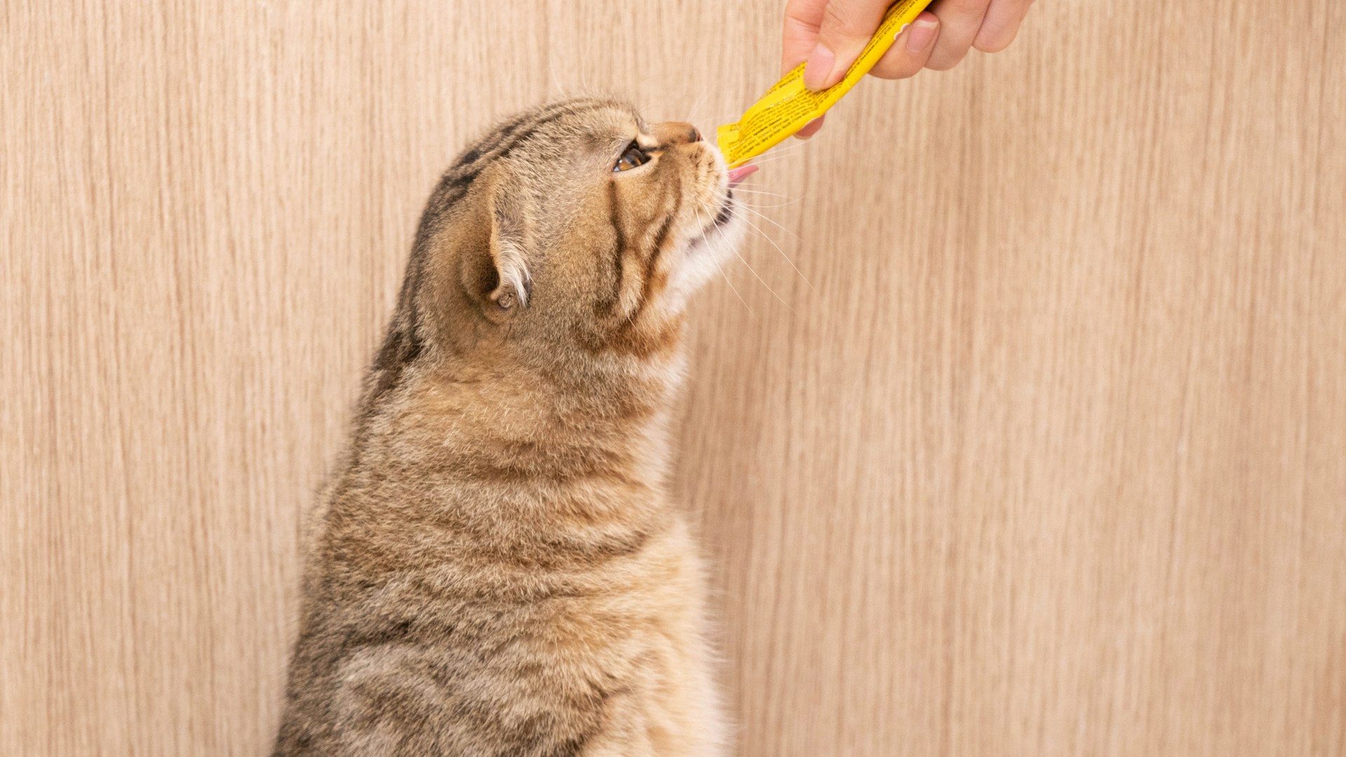 brown tabby cat on brown wooden table