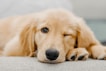 golden retriever puppy lying on white textile
