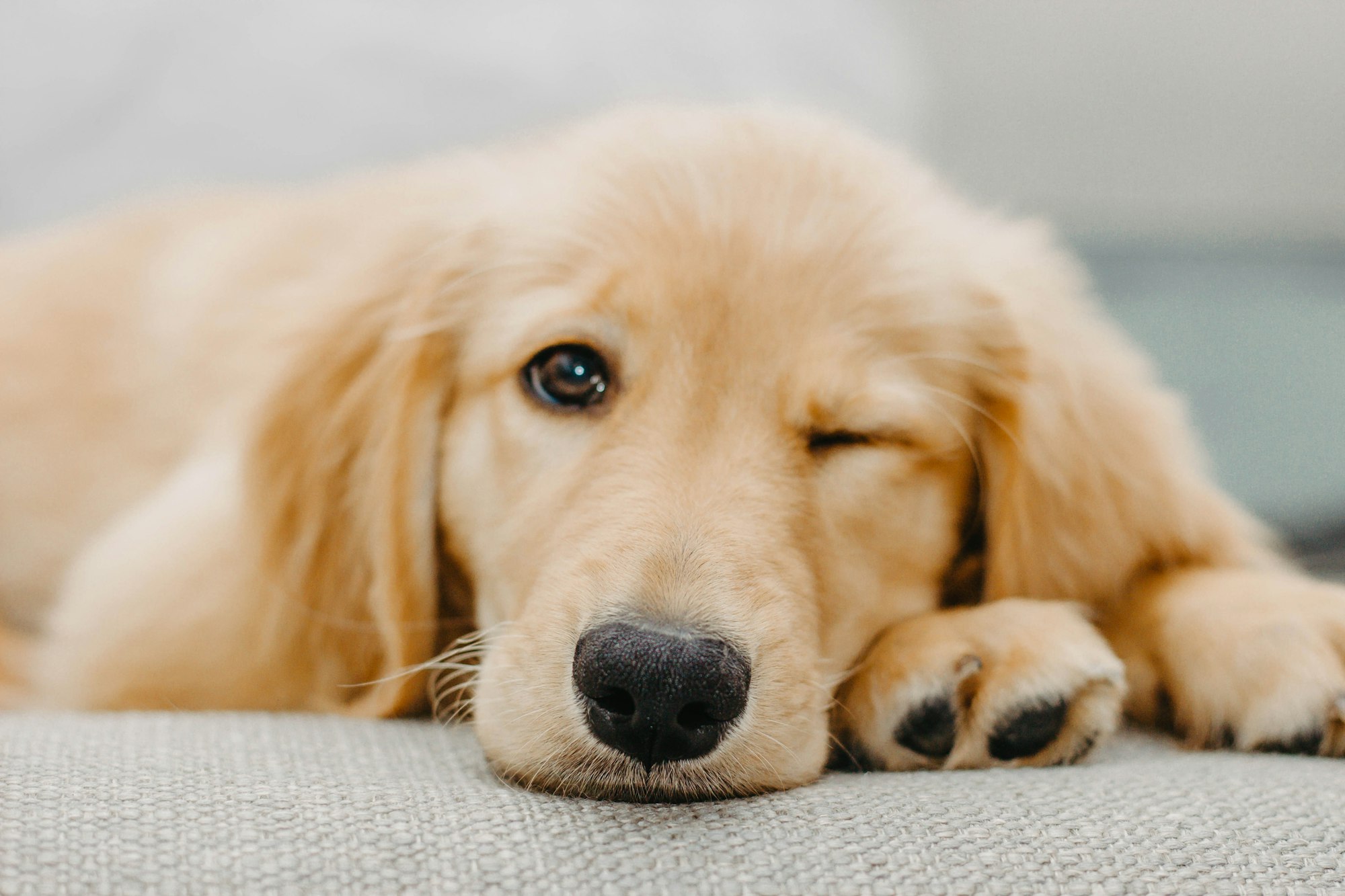 golden retriever puppy lying on white textile