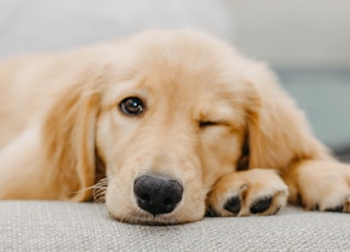 golden retriever puppy lying on white textile