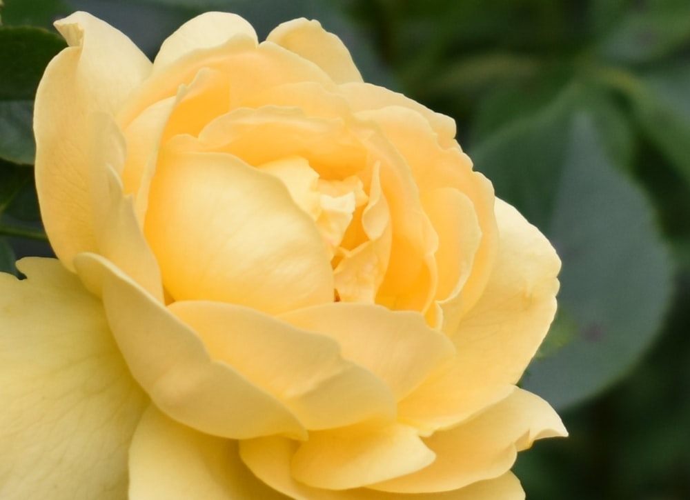 yellow rose in bloom during daytime