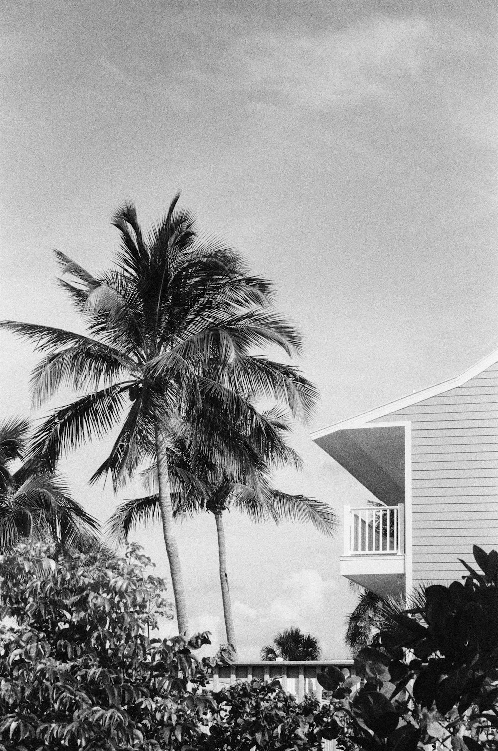 grayscale photo of palm tree near house