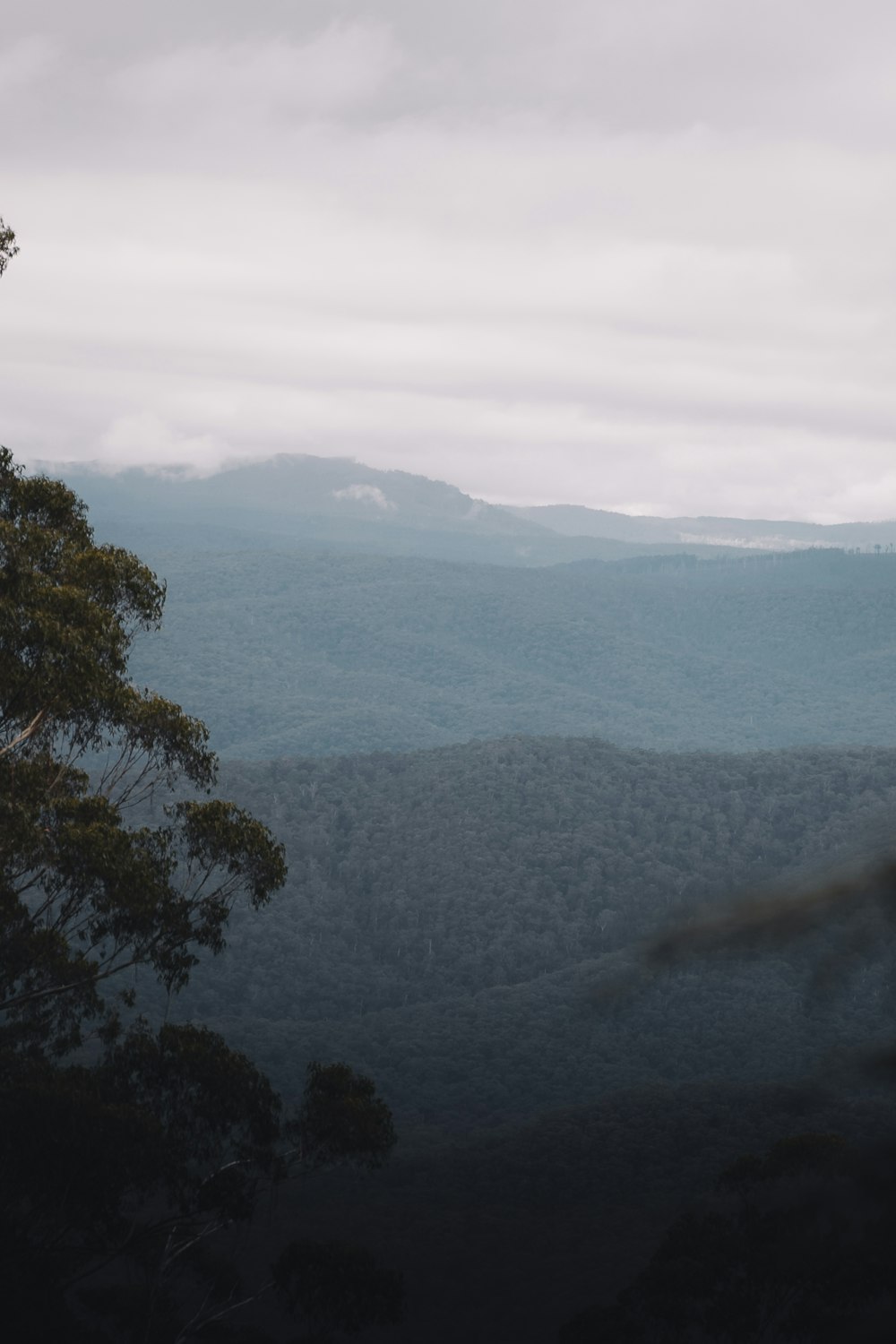 green trees on mountain during daytime