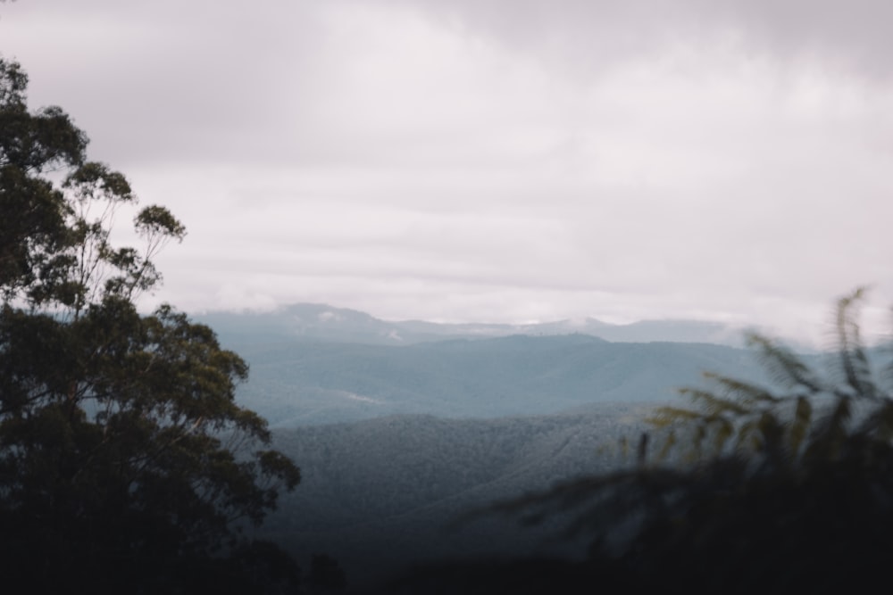 green trees on mountain during daytime