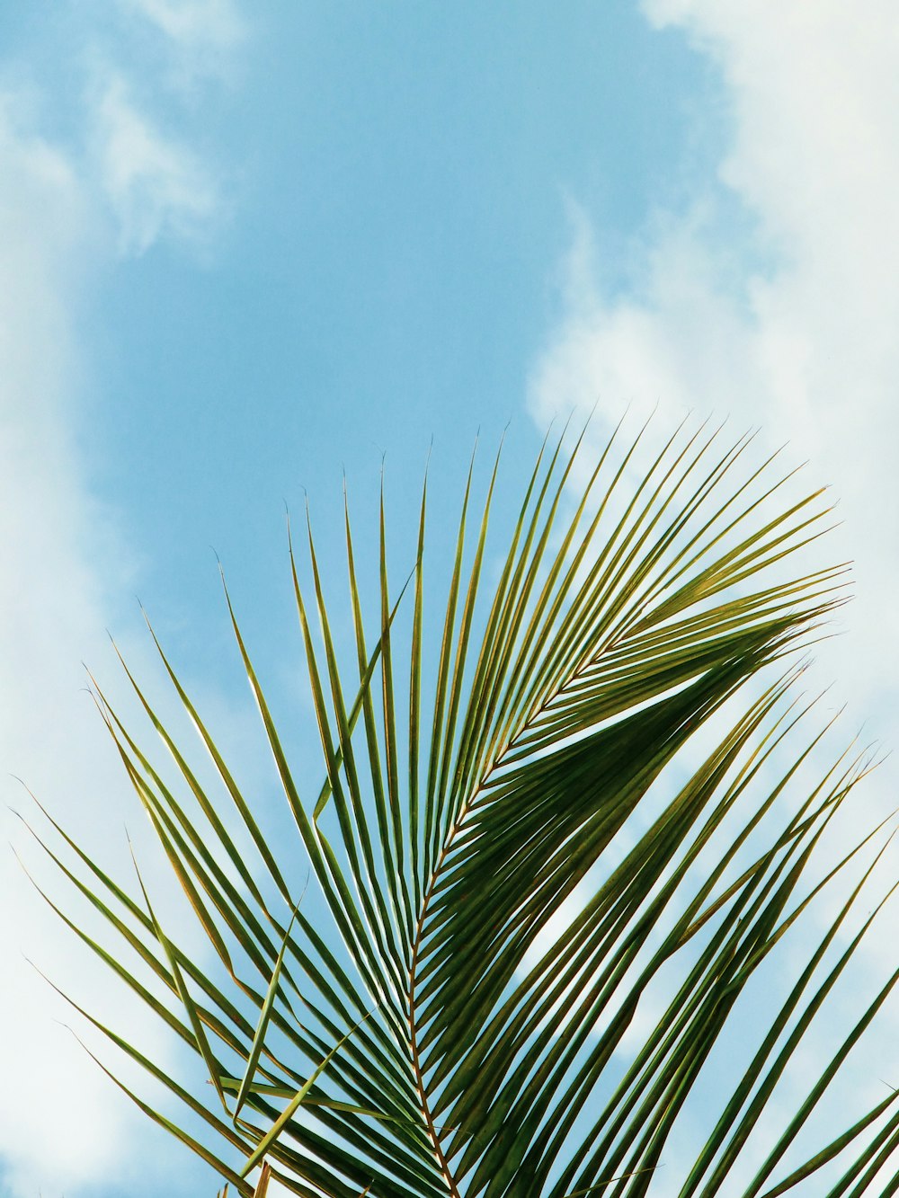 green palm tree under white clouds