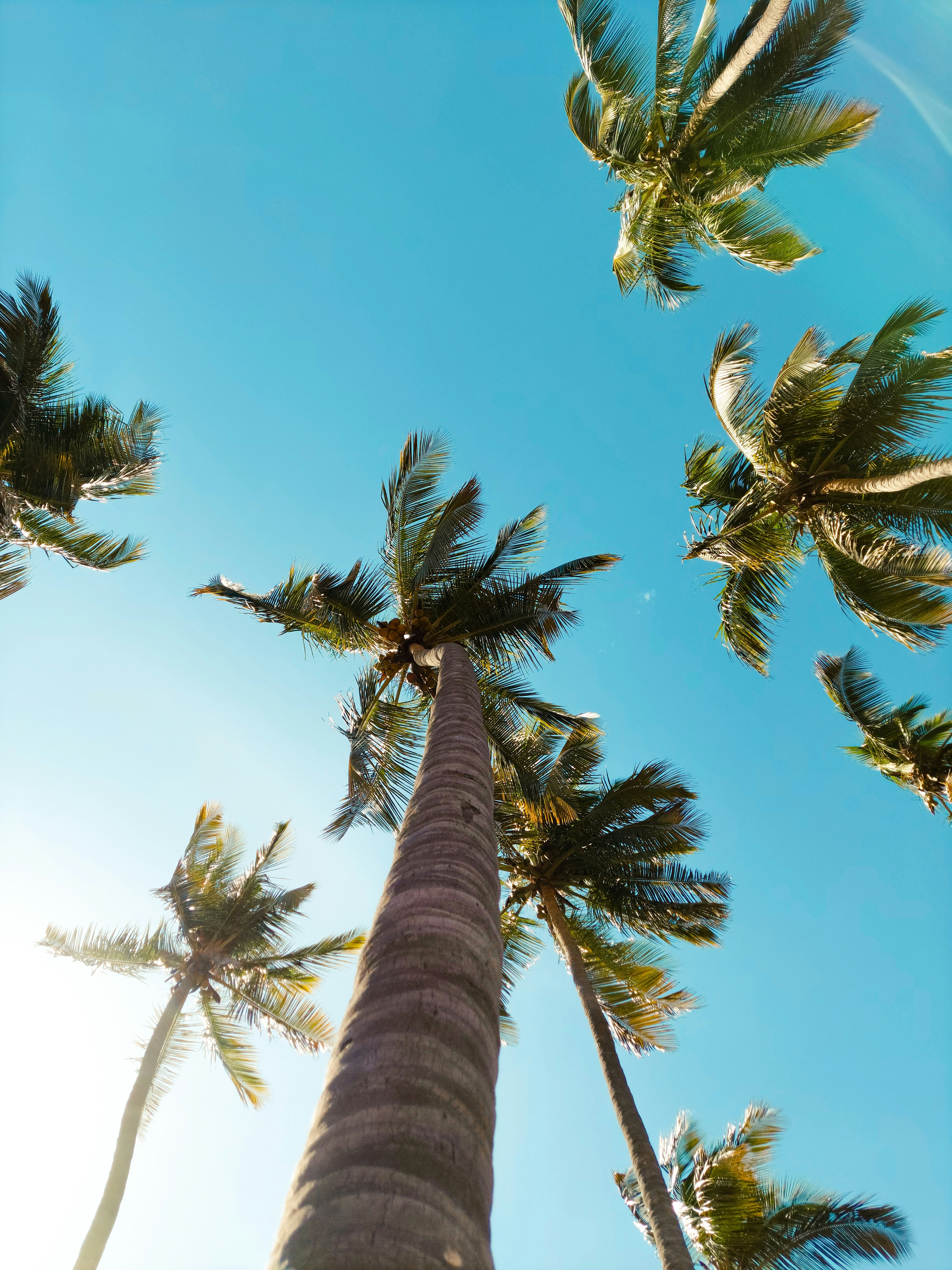 low angle photography of palm trees under blue sky during daytime