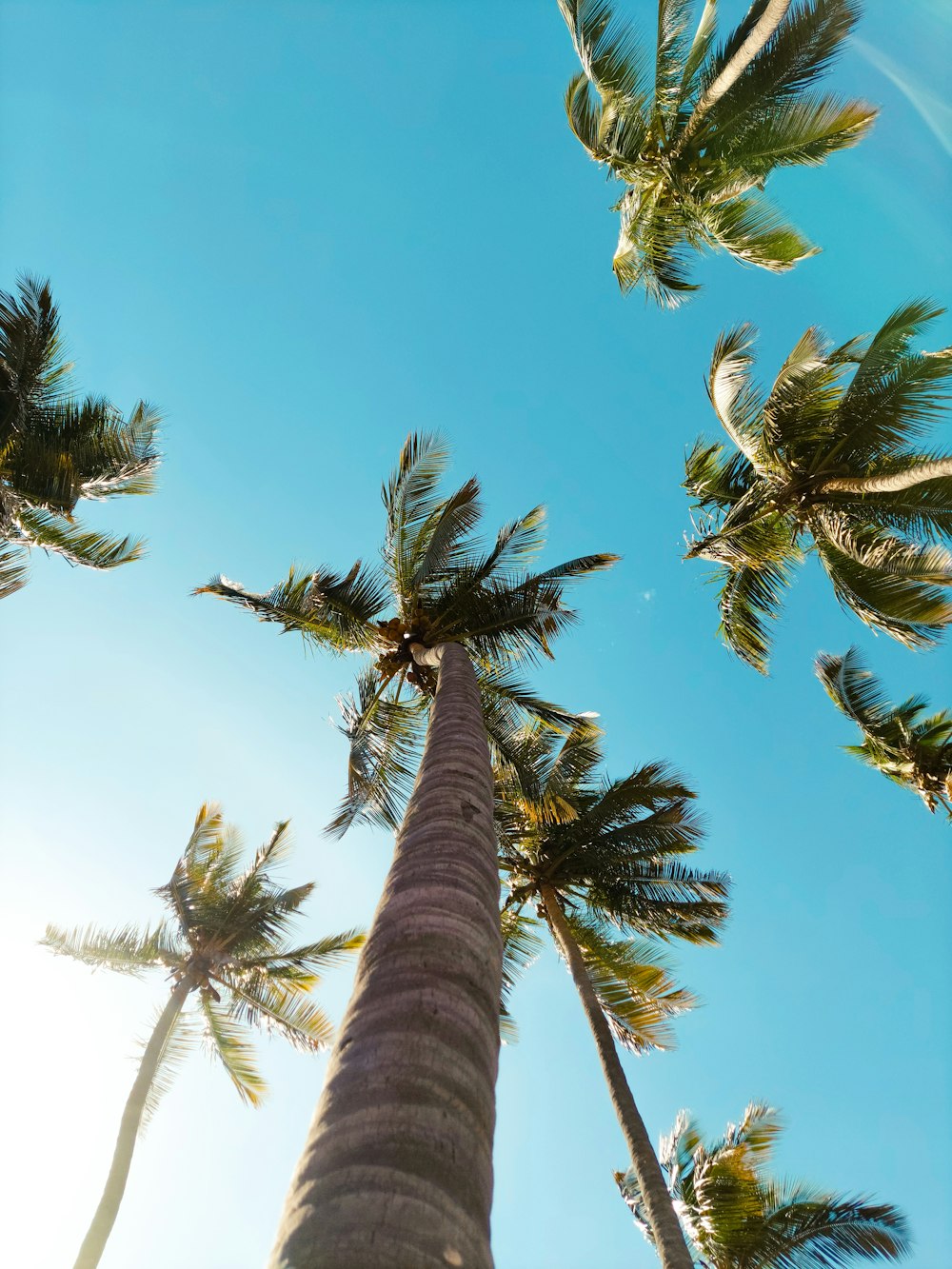 Photographie en contre-plongée de palmiers sous le ciel bleu pendant la journée