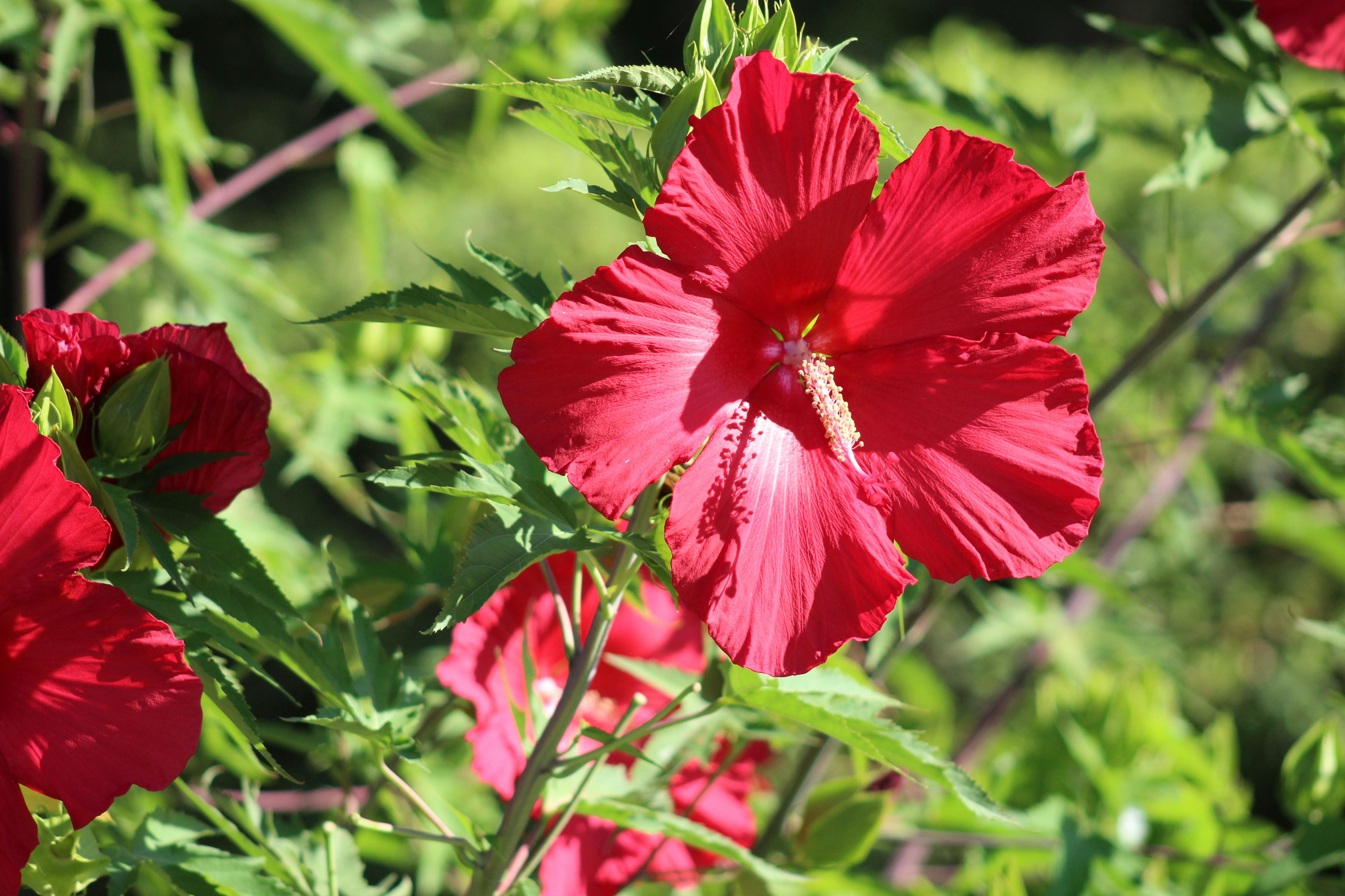 Photo by arkansas007