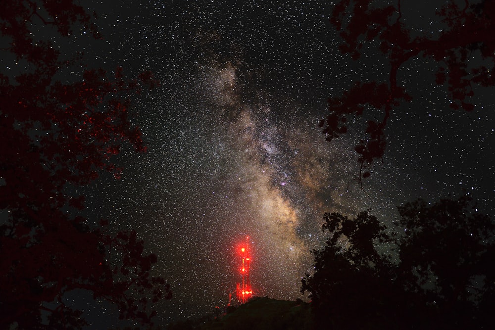 silhouette of trees under starry night