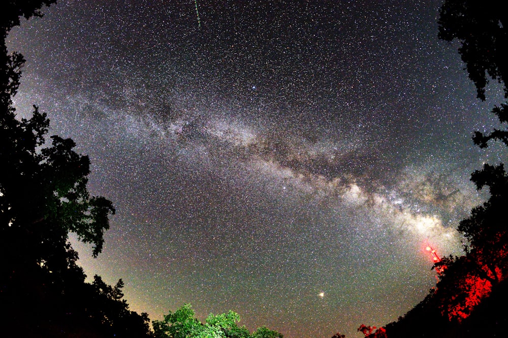 green trees under blue sky with stars during night time