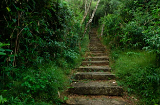 brown wooden stairs between green plants