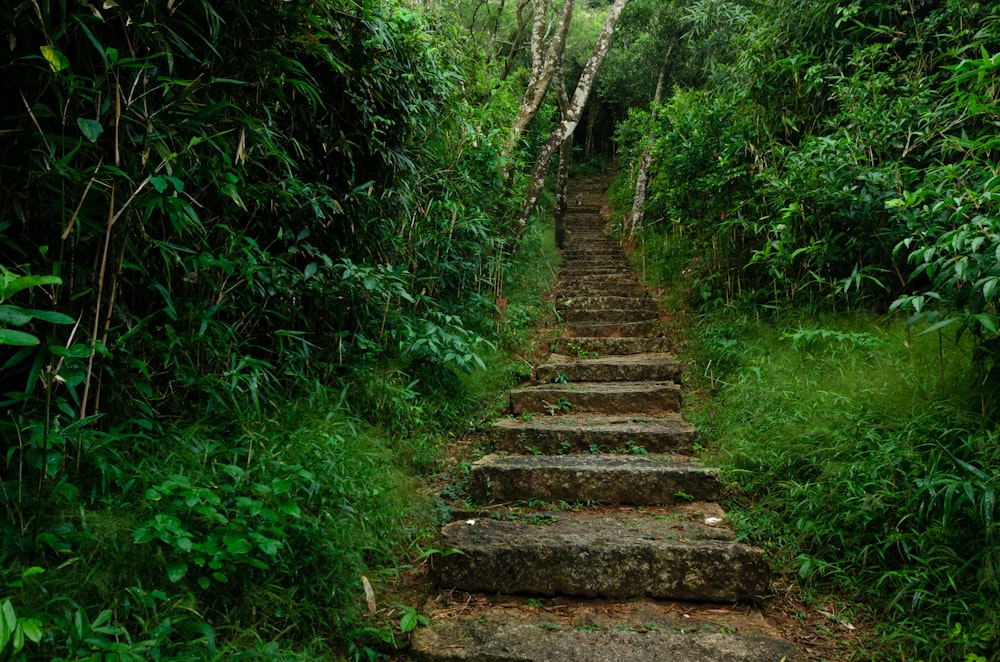 brown wooden stairs between green plants