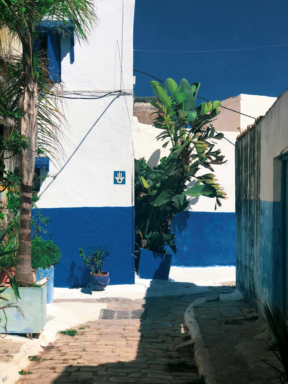 green palm tree beside white concrete wall