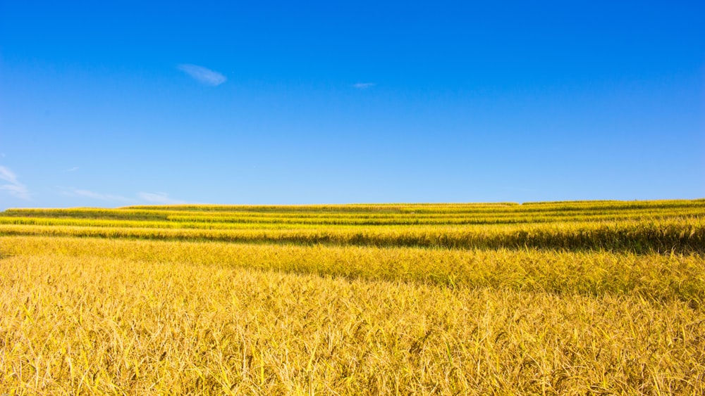 brown grass field under blue sky during daytime