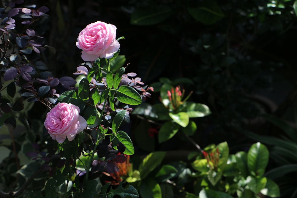 pink roses in bloom during daytime