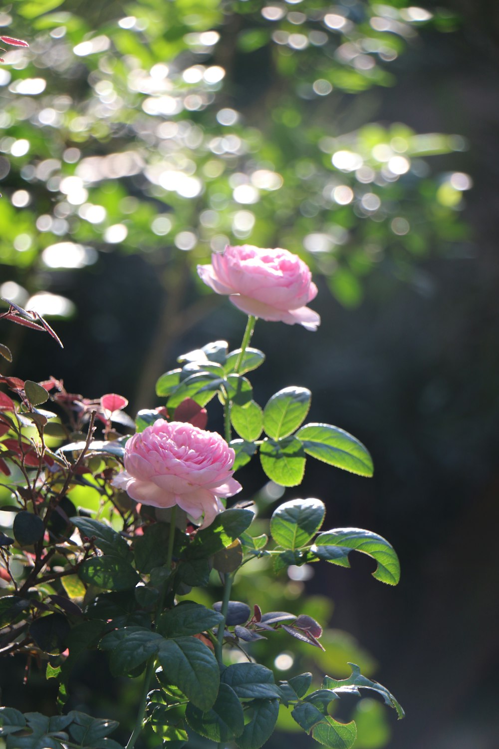 pink flower in tilt shift lens