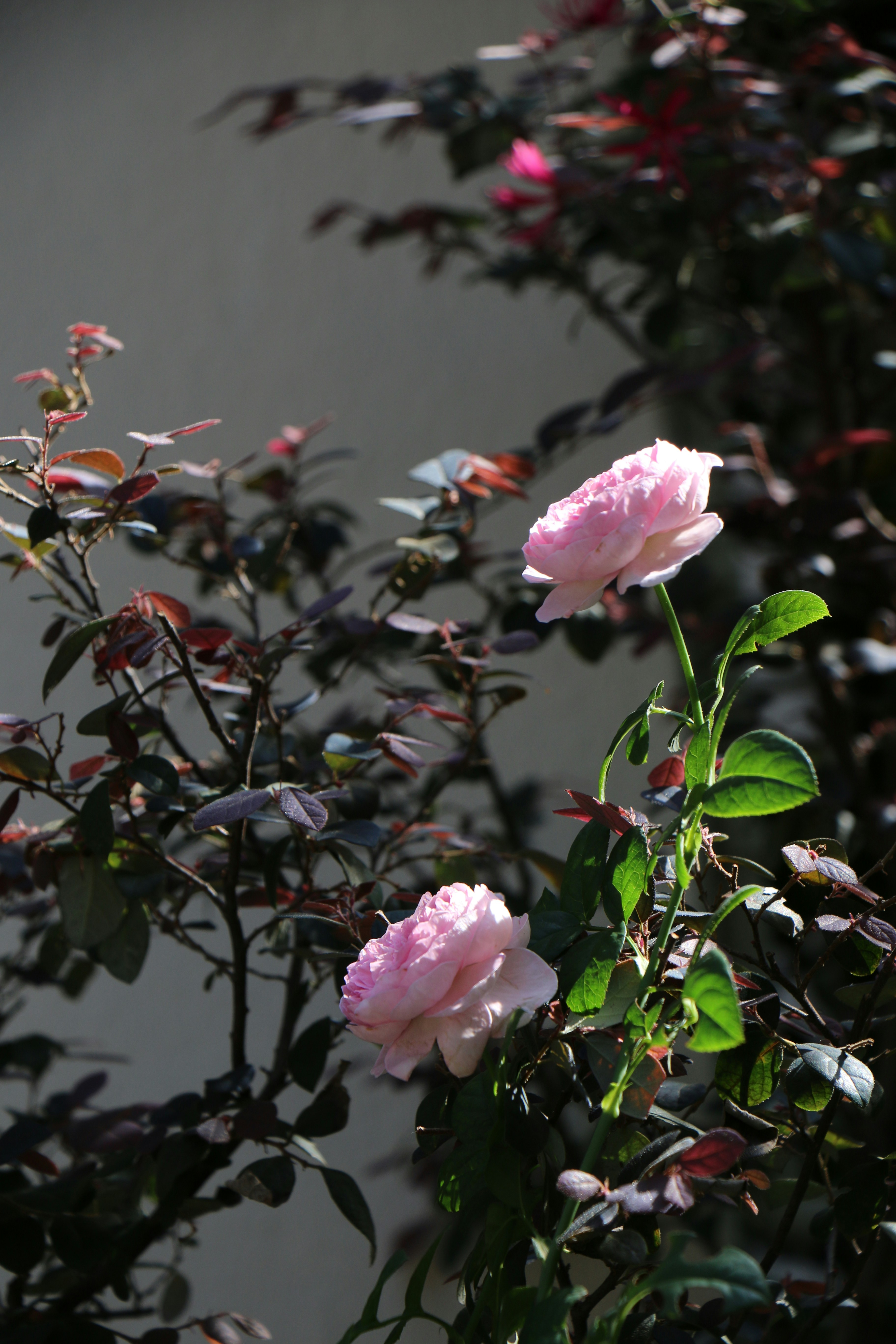 Photo by natasyajayy