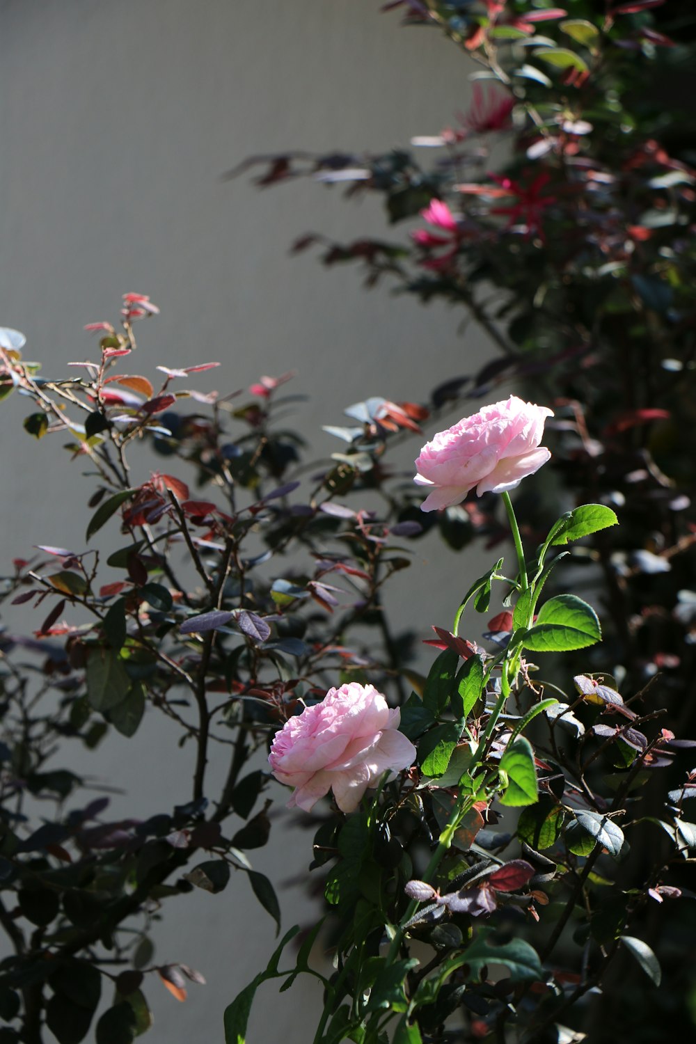 pink flower in tilt shift lens