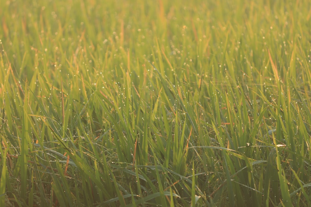 green grass field during daytime