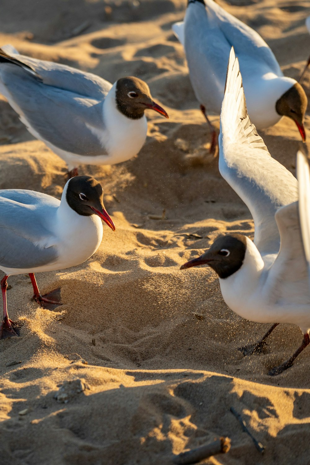 white and black birds on brown sand during daytime