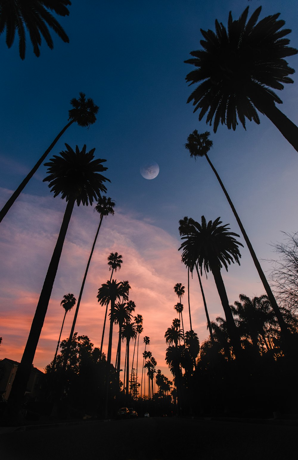 silhouette of palm trees during sunset