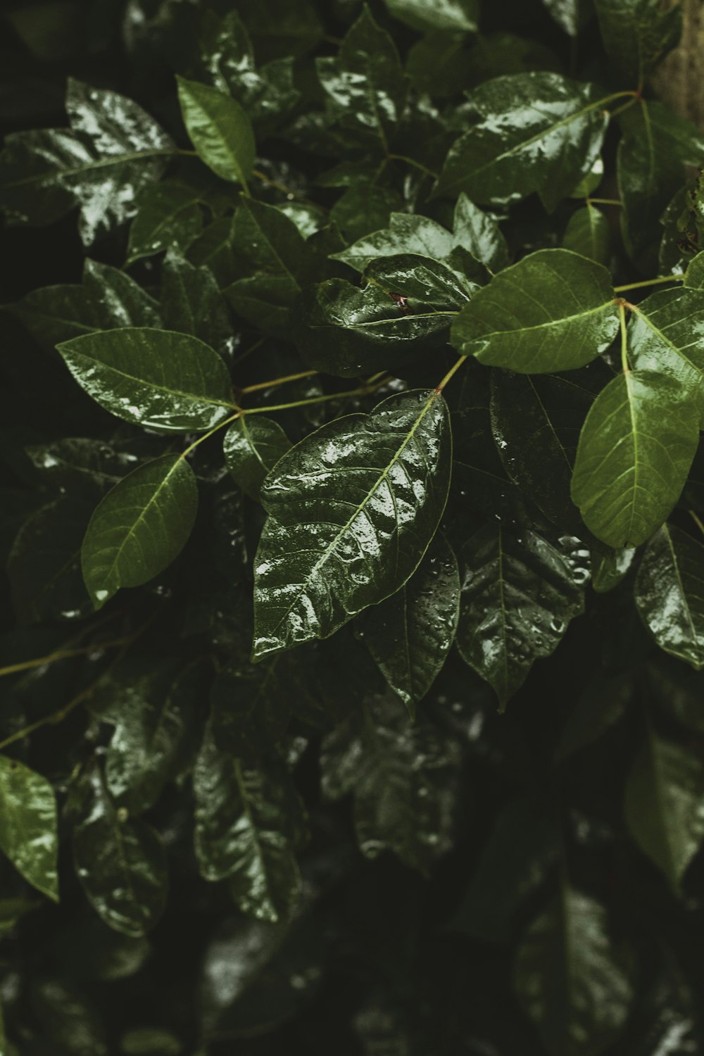 green leaves with water droplets