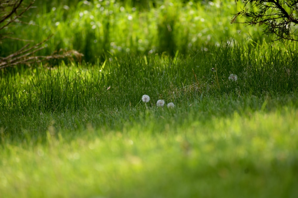 Hierba verde con gotas de agua durante el día