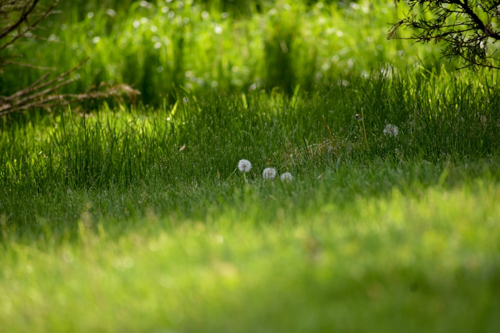 green grass with water droplets during daytime