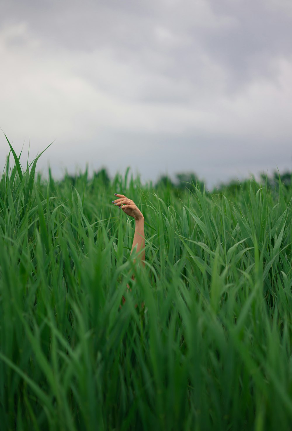 brown and white flower in green grass field during daytime