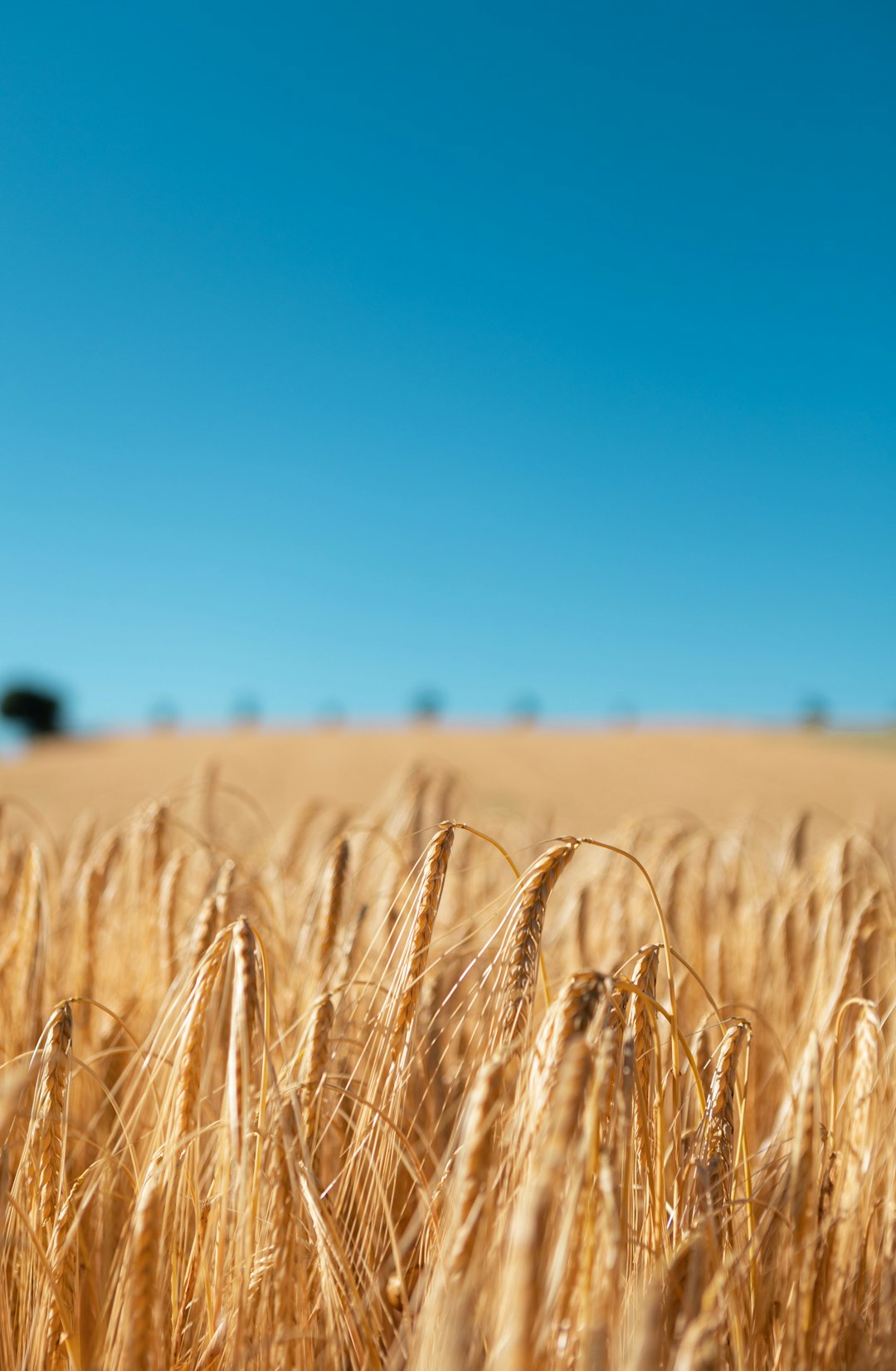 brown wheat field under blue sky during daytime