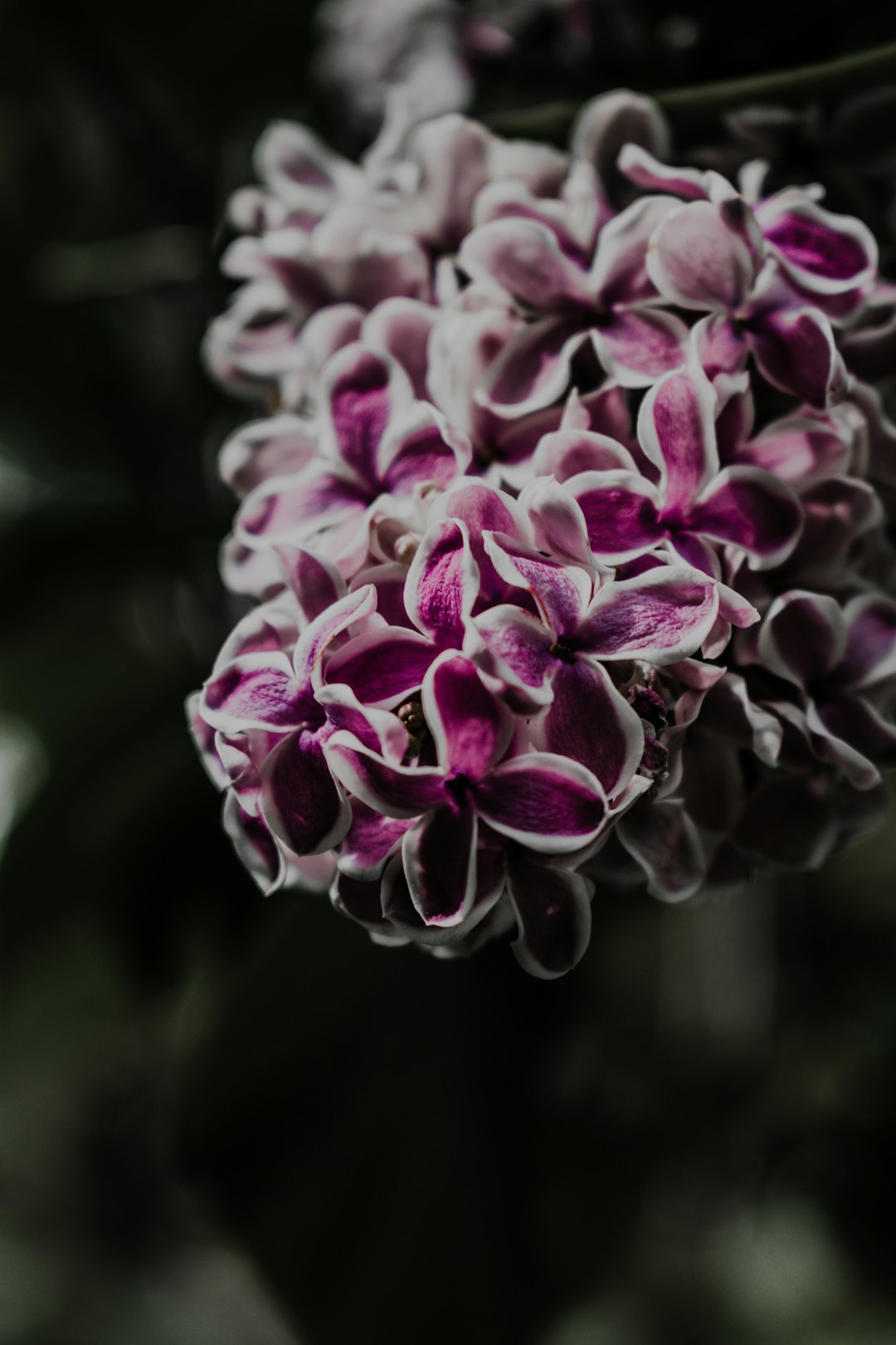 purple and white flower in tilt shift lens