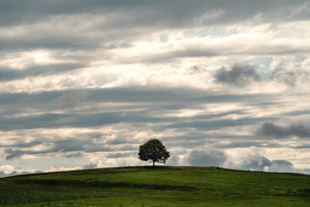 green tree on green grass field under white clouds during daytime