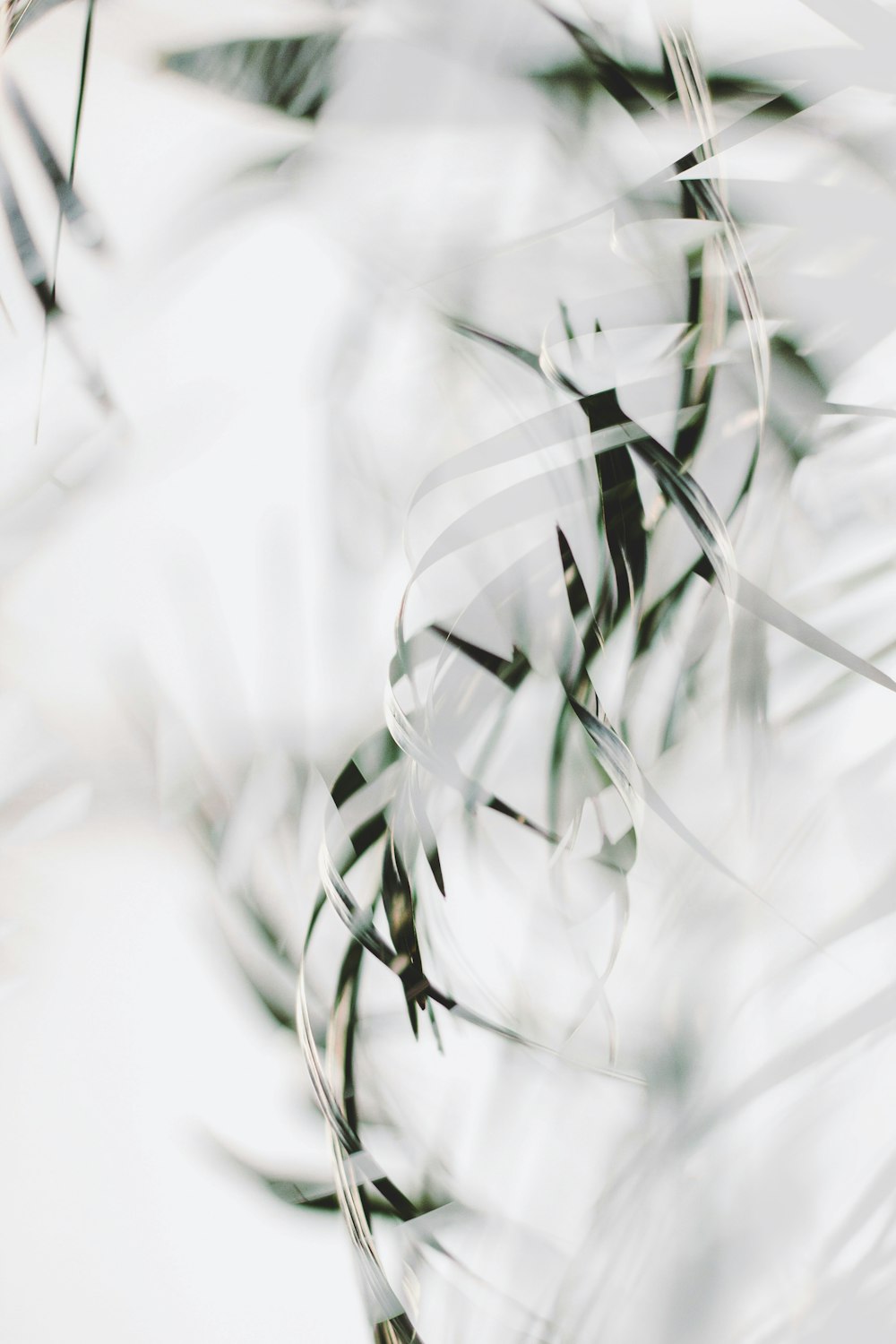 white and black plant in close up photography