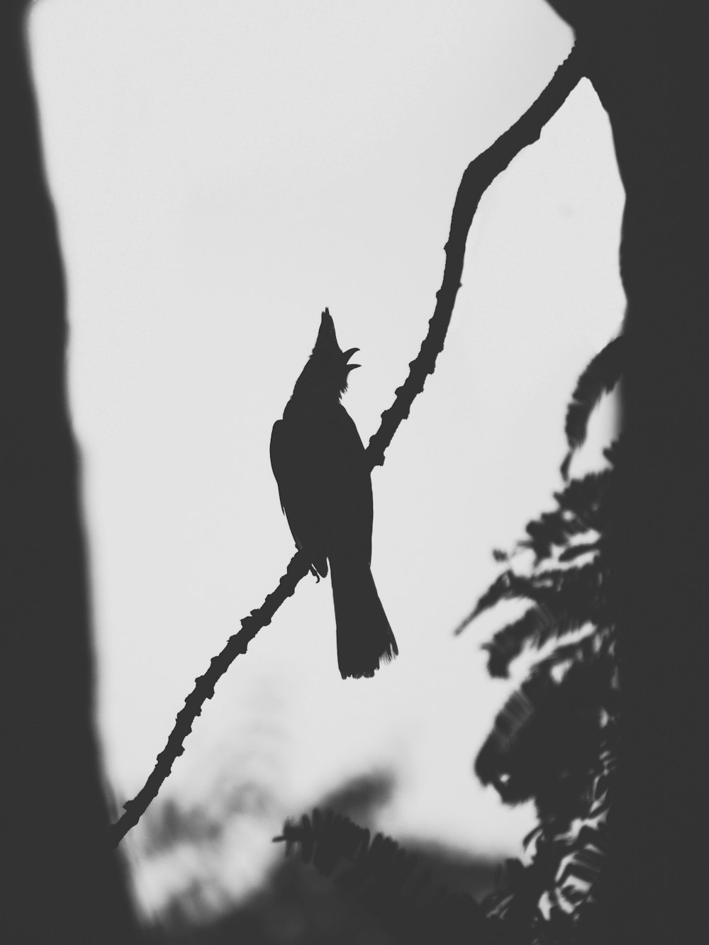 black bird on tree branch