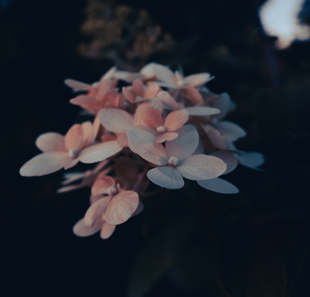 pink and white flowers in tilt shift lens