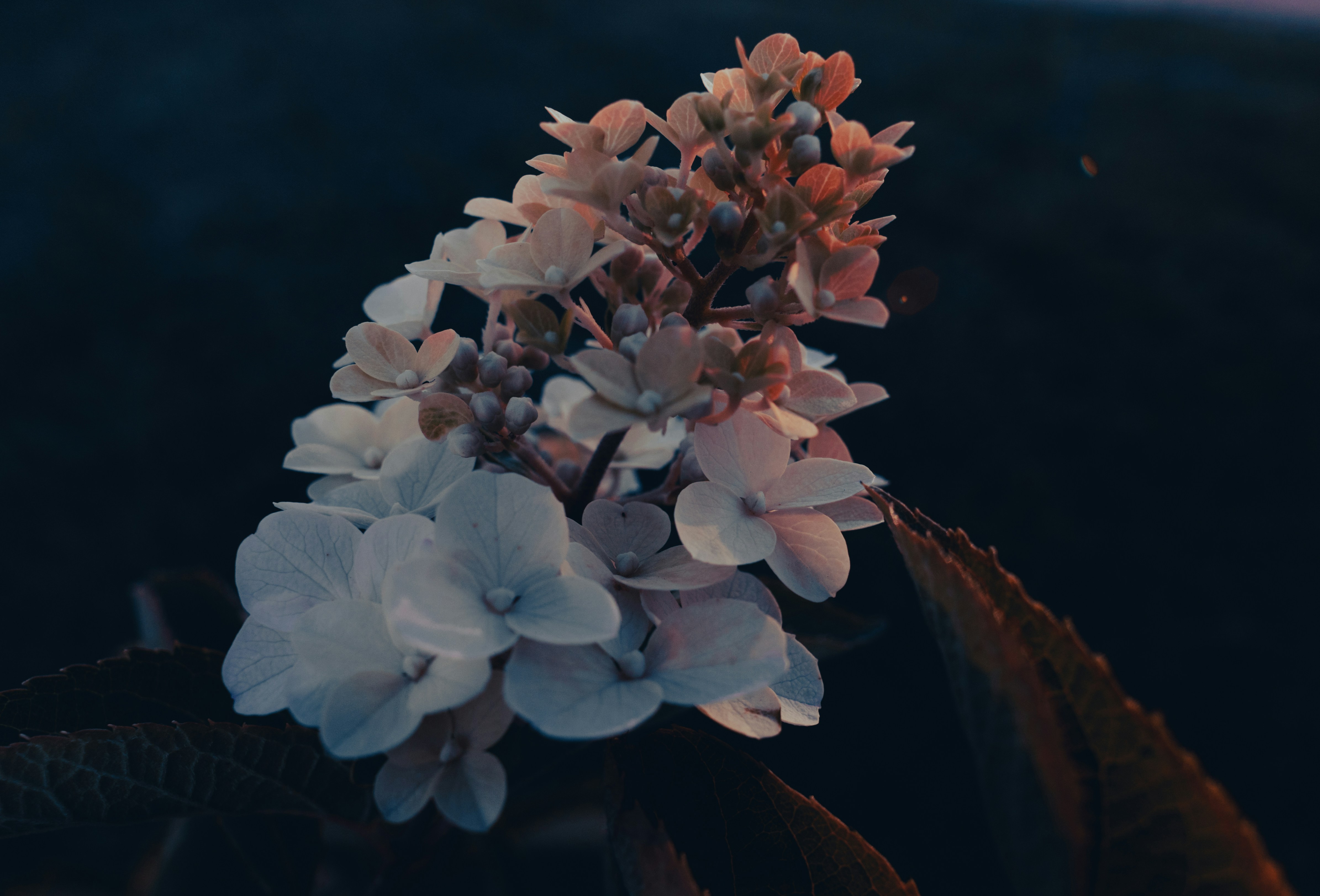 White flowers on a dark blue background.