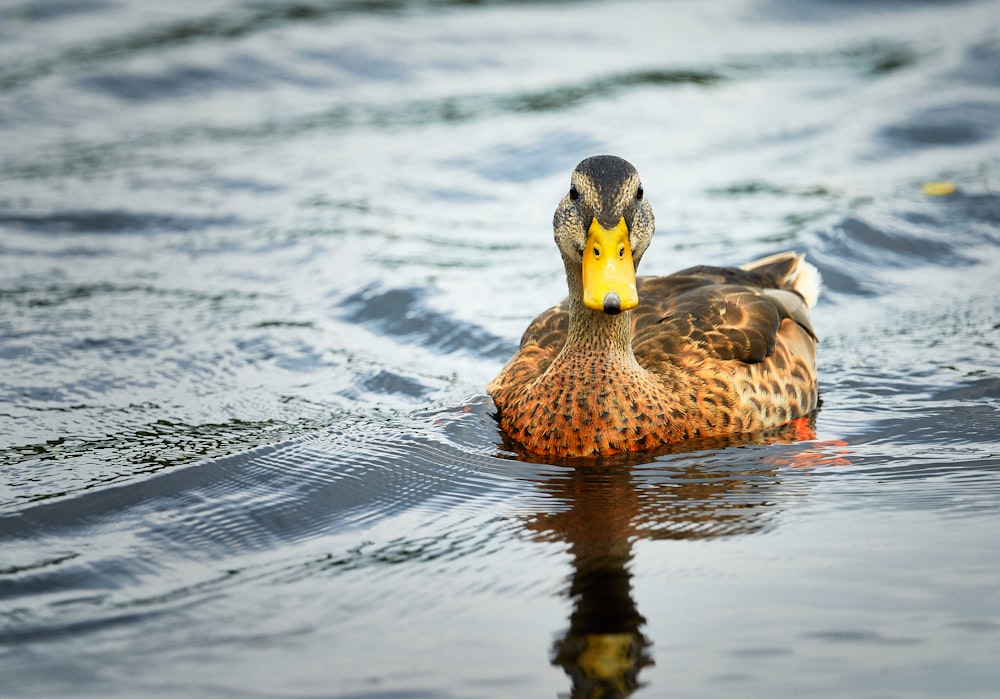 brown duck on water during daytime