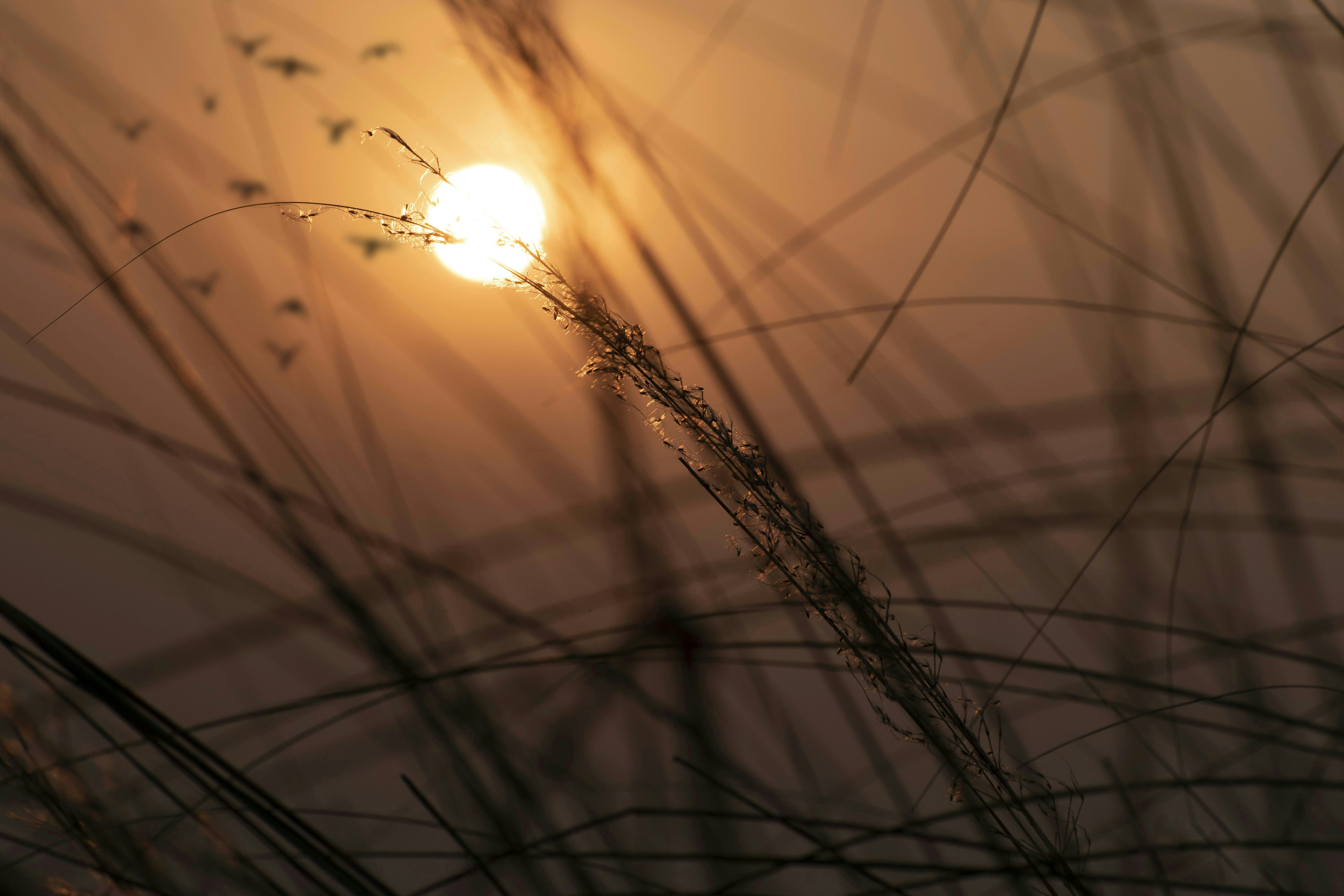 Photo by supriyoscope